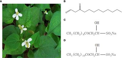 Sodium New Houttuyfonate Affects Transcriptome and Virulence Factors of Pseudomonas aeruginosa Controlled by Quorum Sensing